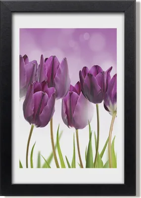 Produktbild von Bild 20x30 MDF-Rahmen, Wandkunst Lila Tulpen