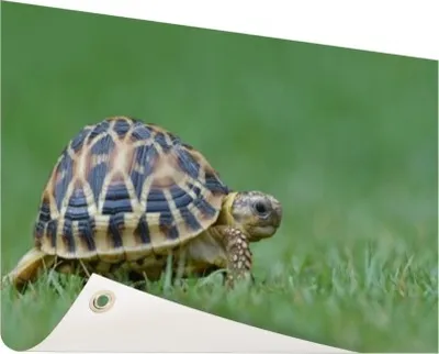 Produktbild von Gartenposter - 120x80 cm - Schildkröte auf Rasen  - Modernes Wandbilder - Wilde Tierposter