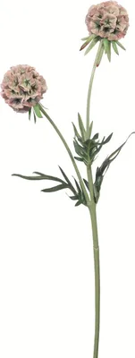 Produktbild von Fink SCABIOSA, Kunstblume, Kunstfasern, hellgrün, rose, L. 10 cm, B. 10 cm, H. 55 cm 181003