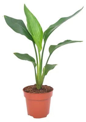 Produktbild von Strelitzia reginea - 30-40cm - Ø12cm - Zimmerpflanze - Immergrün