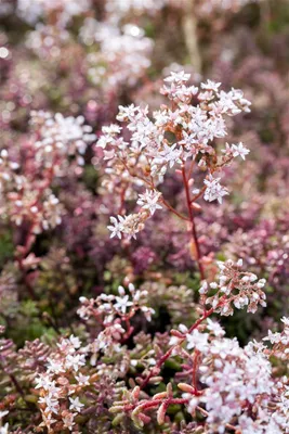 Produktbild von Sedum album 'Murale', Teppichsedum, rötlich, ca. 9x9 cm Topf