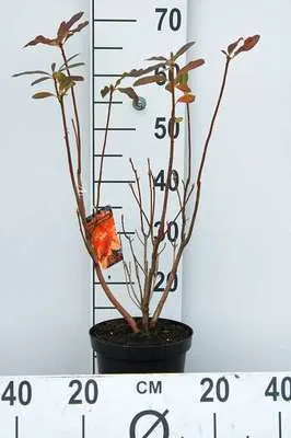 Image de Azalea Knaphill - Orange - Azalée japonaise 40 - 50 cm - conteneur