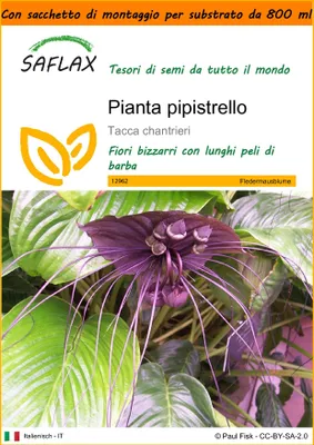 Immagine prodotto di SAFLAX Garden in the bag - Pianta pipistrello - 10 semi - Tacca