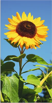 Produktbild von ARTland Wandbild Alu für Innen & Outdoor Große Sonnenblume Größe: 30x60 cm