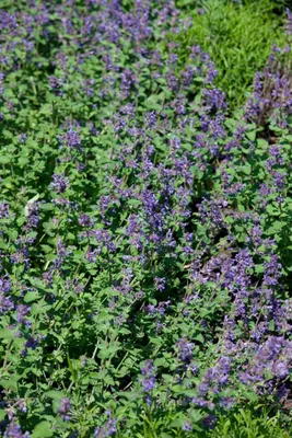 Produktbild von Nepeta racemosa 'Odeur Citron', Katzenminze, zitronig, ca. 9x9 cm Topf