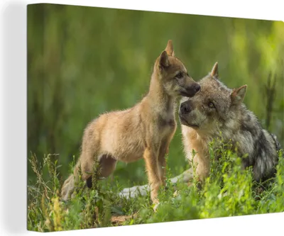 Produktbild von OneMillionCanvasses® - Leinwandbilder - 140x90 cm, Wolf - Gras - Junge, Wandbilder Kunstdruck Wanddekoration