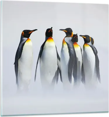 Produktbild von Bilder auf glas - Pinguine Winter Schnee Spaziergang - 70x70cm - Glasbilder - Wandbilder - Kunstdruck - zum Aufhängen bereit - Wanddekoration aus Glas - Glas Bilder - Wandbild auf Glas - GAC70x70-2893