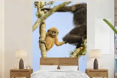 Produktbild von MuchoWow® Fototapete für Wohnzimmer oder Schlafzimmer Wandtapete Vinyl Motivtapete Junger Affe schaut in die Kamera - 225x350 cm - Schlafzimmer tapete