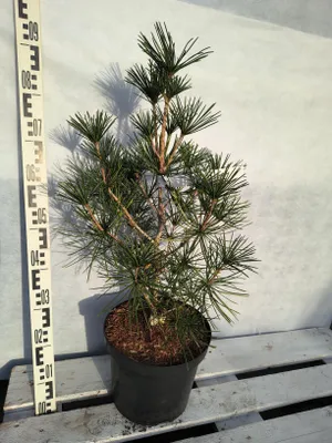 Produktbild von Sciadopitys verticillata 'Carstens' 80–100 cm Japanische Schirmtanne immergrün veredelt