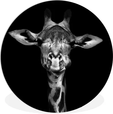 Produktbild von MuchoWow® Rundes Wandbild - Runde Bilder Giraffe - Porträt - Tiere - Schwarz - Weiß Ø 30 cm Kreis Wanddekoration Kunststoff - Wandkreis - Wandschmuck - Schlafzimmer - Bilder - Der Kreis - Kunst für die Wohnung - Plastik - Kunstdruck - Wandbild