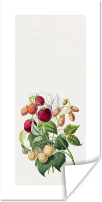 Produktbild von MuchoWow® Poster Himbeere - Lebensmittel - Obst 40x80 cm - Dekoration