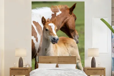 Produktbild von MuchoWow® Fototapete für Wohnzimmer oder Schlafzimmer Wandtapete Vinyl Motivtapete Pferde - Fohlen - Gras - 170x260 cm - Wohnzimmertapete