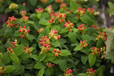 Produktbild von Hypericum androsaemum, Johanniskraut, gelbe Blüten, ca. 9x9 cm Topf