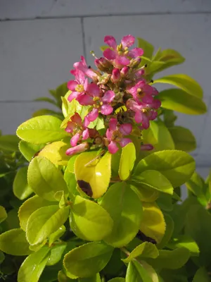 Produktbild von Andenstrauch Pink Lemon - Escallonia leavis Pink Lemon - 30-40cm
