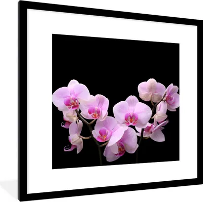 Produktbild von MuchoWow® Gerahmtes Poster Orchidee - Blumen - Rosa - Flora 40x40 cm - Poster mit Schwarzem Bilderrahmen Wandposter Rahmen Foto Bilder - Poster - Plakat im Rahmen