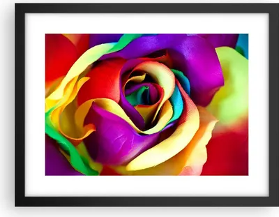 Produktbild von Gerahmtes Poster - Schwarzer Rahmen - Blume Farbe Rose - 40x30 cm - Wand Bild - Wanddeko - Wandbilder - Kunstposter - Wandposter - Bilderrahmen - Bilder - Kunstdruck - Wandbild - P2BAA40x30-3623