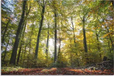 Produktbild von ARTland Wandbild Alu für Innen & Outdoor Laubwald zum Herbst Größe: 30x20 cm