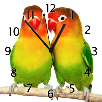 Produktbild von Wallario Design Wanduhr Papageien auf dem dünnen Ast aus Echtglas, Größe 30 x 30 cm