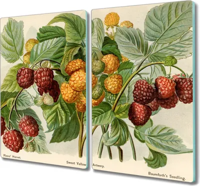 Produktbild von Coloray Schneidebrett Herdabdeckplatte 2x30x52 cm Kochplattenabdeckung Hackbrett Küchenbrett - Früchte Beeren