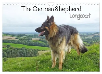 Produktbild von Der Deutsche Schäferhund Langstockhaar (Wandkalender 2027, DIN A4, Querformat), CALVENDO 12-Monats-Wandkalender