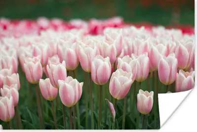 Produktbild von MuchoWow® Poster Rosa Tulpen in voller Blüte 180x120 cm - Fotoplakat