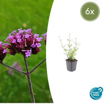 Obrázek produktu pro Okrasná trvalka - Verbena bonariensis 'Lollipop' - 9cm kvetinác - sada 6 rostlin