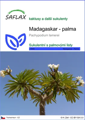 Obrázek produktu pro SAFLAX - Madagaskar - palma - Pachypodium lamerei - 10 Semena