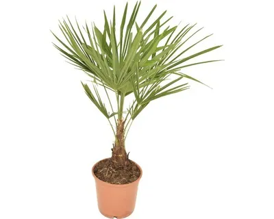 Obrázek produktu pro Palma konopná, žumara ztepilá FloraSelf Trachycarpus fortunei výška 50-60 cm květináč Ø 20 cm