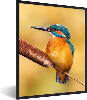 Produktbild von MuchoWow® Gerahmtes Poster Eisvogel - Natur - Vogel 60x80 cm - Poster mit Schwarzem Bilderrahmen Wandposter Rahmen Foto Bilder - Premium - Wanddeko Wohnzimmer