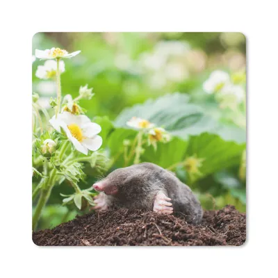 Produktbild von MuchoWow® Mauspad Mousepad Tier - Garten - Maulwurf 20x20 cm - Mousepads - Maus Mat - Pad - Mausunterlage - Desk Mat - Bureauartikeln