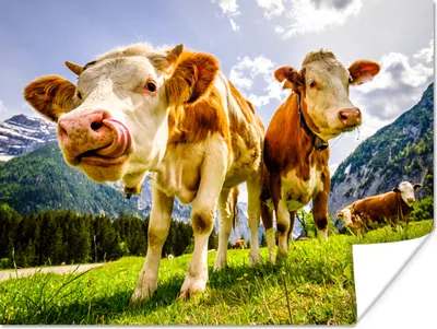 Produktbild von MuchoWow® Poster Kühe - Berge - Gras - Landschaft - Alpen 160x120 cm - Foto Plakat