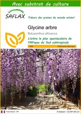 Image de SAFLAX  - Glycine arbre - 15 graines - Avec substrat - Bolusanthus