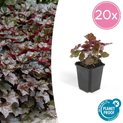 Obrázek produktu pro Půdopokryvná rostlina – zvonek fialový – Heuchera mic. 'Palace Purple' – 9cm květináč – sada 24 rostlin