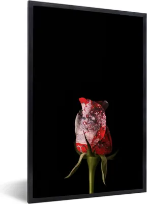 Produktbild von MuchoWow® MuchoWow® Gerahmtes Poster Rose - Schwarz - Pilz 60x90 cm - Poster mit zchwarzem Bilderrahmen - Kunst