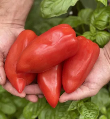 Produktbild von Tomate 'BELLANDINE F1', Cont. 0,5 l