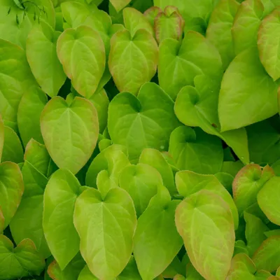 Image de Fleur des elfes (Epimedium rubrum) – 48 plants, 10-25 cm, Ø 9 cm – Plante vivace d'ombre résistante au froid