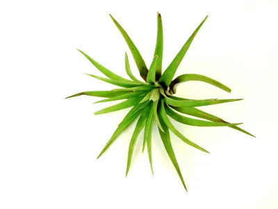 Obrázok produktu pre Gardnerova Tillandsia capitata