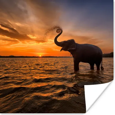 Produktbild von MuchoWow® Poster Elefant - Meer - Tiere - Sonnenuntergang - Orange 75x75 cm - Wand Dekoration
