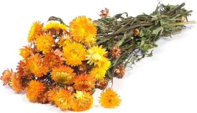 Produktbild von INNA-Glas Strohblumen Trockenstrauß ALMINKA, getrocknet, orange-gelb, 50-60cm, Ø15cm - Getrockneter Strauß