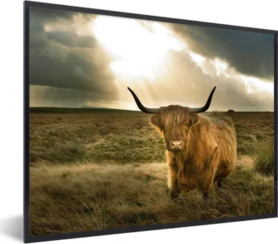 Produktbild von MuchoWow® Gerahmtes Poster Schottischer Hochländer - Sonne - Tiere 80x60 cm - Poster mit Schwarzem Bilderrahmen Wandposter Rahmen Foto Bilder - Schwarzem - Mit Gestell