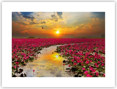 Produktbild von Poster - Poster ohne Rahmen - See Blumen - 40x30 cm - Wand Bild - Wanddeko - Wandbilder - Kunstposter - Wandposter - Bilder - Kunstdruck - Wanddekoration - Wandbild - P2XAA40x30-3769