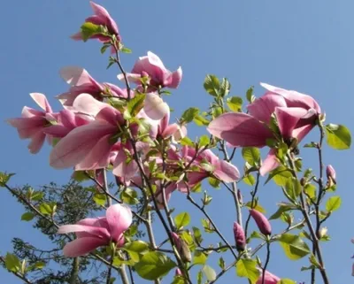 Produktbild von Rosa Magnolie Galaxy - Magnolia sprengeri - duftende Blüten - Heilpflanze - 40-60