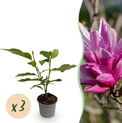 Image de Green boutiQ - Plante de jardin - Magnolia liliiflora Nigra - Fleurs violettes - 3 plants - Caduque - Peu d'entretien - Pot de 12 cm, hauteur 30 cm