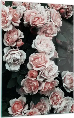 Produktbild von Bilder auf glas - Einteilig - Rosen Blumen Blätter - 50x70cm - Glasbilder - Wandbilder - Bilder - zum Aufhängen bereit - Wanddekoration aus Glas - Glas Bilder - Wandbild auf Glas - GPA50x70-4760