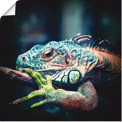 Produktbild von ARTland Poster Leguan Größe: 40x40 cm
