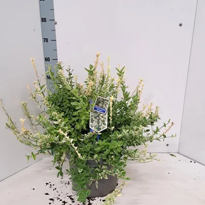 Immagine prodotto di Euonymus 'Harlequin' - Arbusto a fusto colonnare | 40-45 cm in vaso