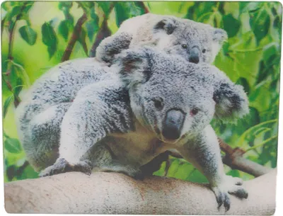 Produktbild von 3D Magnet Koalas