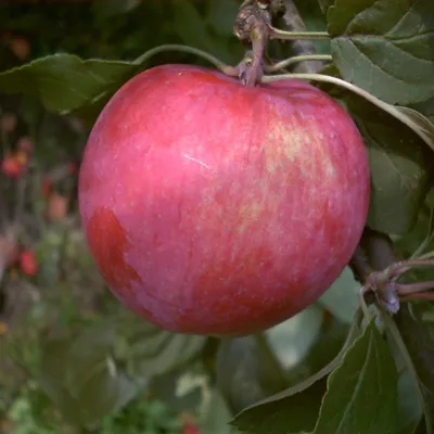 Produktbild von Obstbaum Apfelbaum Äpfel 2jährig Sommer- Herbst- Winter Apfel , Apfelbaum Varianten:Jamba Sommerapfel