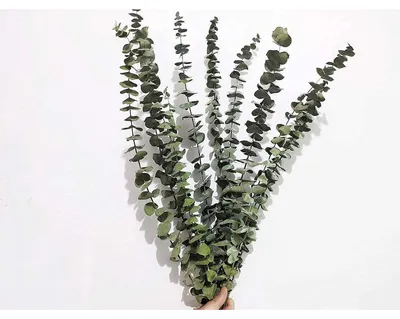 Zdjęcie produktu dla Suszone gałęzie eukaliptusa, 10 sztuk, 45 cm, naturalna dekoracja, bukiet