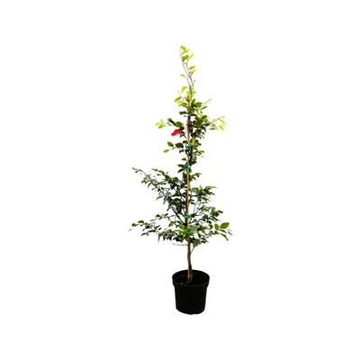 Produktbild von Fagus sylvatica, Rotbuche, 100–125 cm